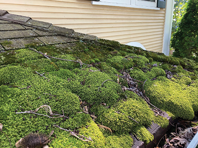 6. Heavy moss growth